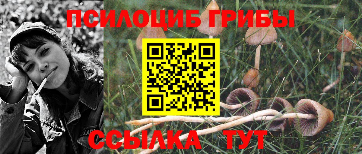 Псилоцибиновые грибы мицелий Выборг
